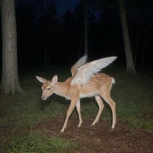 Meet your Posher, Dorian